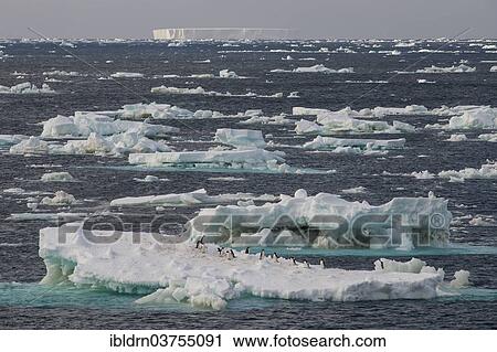 "Icebergs floating in the South Atlantic Ocean, Weddell Sea, Antarctic Peninsula, Antarctica" View Large Photo Image Stock Image - "Icebergs floating in the South Atlantic Ocean, Weddell Sea, Antarctic Peninsula, Antarctica". Fotosearch