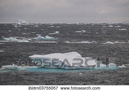 "Icebergs floating in the South Atlantic Ocean, Weddell Sea, Antarctic Peninsula, Antarctica" View Large Photo Image Stock Photo - "Icebergs floating in the South Atlantic Ocean, Weddell Sea, Antarctic Peninsula, Antarctica". Fotosearch