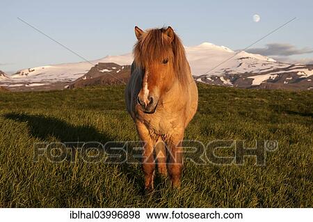"Iceland horse, Snafellsjokul at the back, near Holaholar, Snaefellsnes peninsula, Iceland, Europe" View Large Photo Image Stock Photo - "Iceland horse, Snafellsjokul at the back, near Holaholar, Snaefellsnes peninsula, Iceland, Europe". Fotosearch