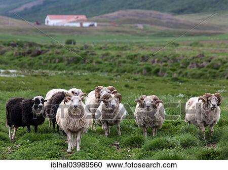 "Iceland sheep, Iceland, Europe" View Large Photo Image Stock Image - "Iceland sheep, Iceland, Europe". Fotosearch