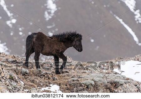 "Icelandic horse, captive, Eastern Region, Iceland, Europe" View Large Photo Image Picture - "Icelandic horse, captive, Eastern Region, Iceland, Europe". Fotosearch