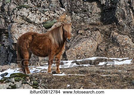 "Icelandic horse, captive, Eastern Region, Iceland, Europe" View Large Photo Image Picture - "Icelandic horse, captive, Eastern Region, Iceland, Europe". Fotosearch