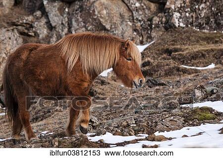 "Icelandic horse, captive, Eastern Region, Iceland, Europe" View Large Photo Image Stock Image - "Icelandic horse, captive, Eastern Region, Iceland, Europe". Fotosearch