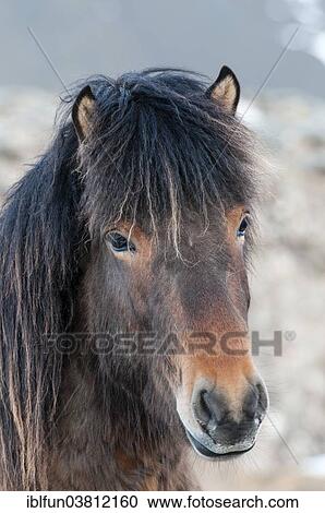 "Icelandic horse, captive, Eastern Region, Iceland, Europe" View Large Photo Image Stock Image - "Icelandic horse, captive, Eastern Region, Iceland, Europe". Fotosearch