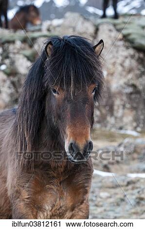 "Icelandic horse, captive, Eastern Region, Iceland, Europe" View Large Photo Image Stock Image - "Icelandic horse, captive, Eastern Region, Iceland, Europe". Fotosearch