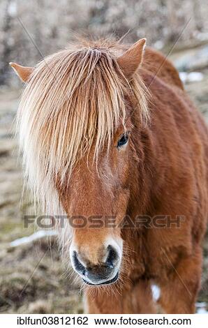 "Icelandic horse, captive, Eastern Region, Iceland, Europe" View Large Photo Image Stock Image - "Icelandic horse, captive, Eastern Region, Iceland, Europe". Fotosearch