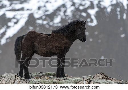 "Icelandic horse, captive, Eastern Region, Iceland, Europe" View Large Photo Image Stock Image - "Icelandic horse, captive, Eastern Region, Iceland, Europe". Fotosearch