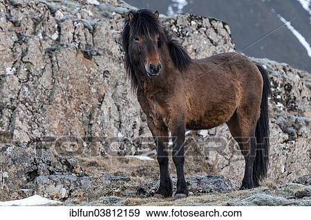 "Icelandic horse, captive, Eastern Region, Iceland, Europe" View Large Photo Image Stock Photo - "Icelandic horse, captive, Eastern Region, Iceland, Europe". Fotosearch