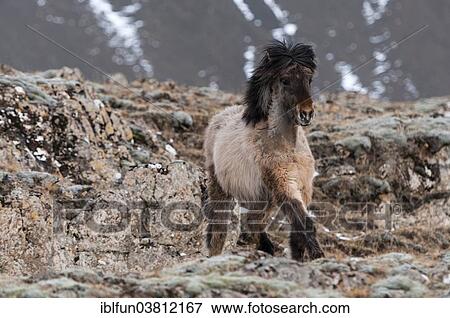 "Icelandic horse, captive, Eastern Region, Iceland, Europe" View Large Photo Image Stock Photo - "Icelandic horse, captive, Eastern Region, Iceland, Europe". Fotosearch