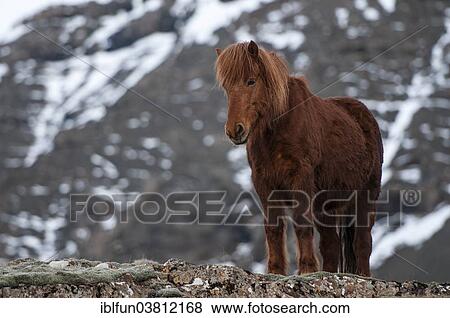 "Icelandic horse, captive, Eastern Region, Iceland, Europe" View Large Photo Image Stock Photo - "Icelandic horse, captive, Eastern Region, Iceland, Europe". Fotosearch