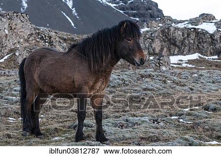 "Icelandic horse, captive, Eastern Region, Iceland, Europe" View Large Photo Image Stock Photo - "Icelandic horse, captive, Eastern Region, Iceland, Europe". Fotosearch