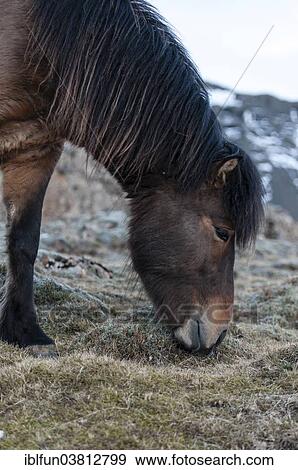 "Icelandic horse, captive, Eastern Region, Iceland, Europe" View Large Photo Image Stock Photo - "Icelandic horse, captive, Eastern Region, Iceland, Europe". Fotosearch