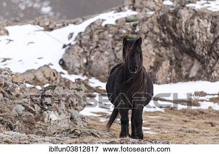 "Icelandic horse, captive, Eastern Region, Iceland, Europe" View Large Photo Image Stock Photo - "Icelandic horse, captive, Eastern Region, Iceland, Europe". Fotosearch