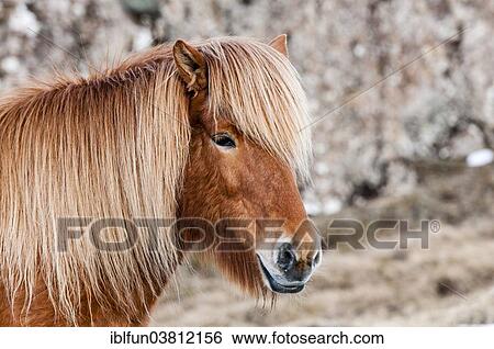 "Icelandic horse, captive, Eastern Region, Iceland, Europe" View Large Photo Image Stock Photograph - "Icelandic horse, captive, Eastern Region, Iceland, Europe". Fotosearch