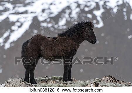 Stock Photograph - "Icelandic horse, captive, Eastern Region, Iceland, Europe". Fotosearch