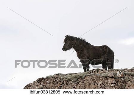 "Icelandic horse, captive, Eastern Region, Iceland, Europe" View Large Photo Image Stock Photography - "Icelandic horse, captive, Eastern Region, Iceland, Europe". Fotosearch