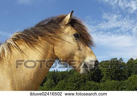 Icelandic horse (Equus przewalskii f caballus) gelding, portrait View Large Photo Image Stock Image - Icelandic horse (Equus przewalskii f caballus) gelding, portrait. Fotosearch