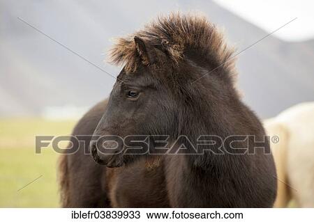 Stock Image - "Icelandic horse, foal, Hornafjoerour, Iceland, Europe". Fotosearch