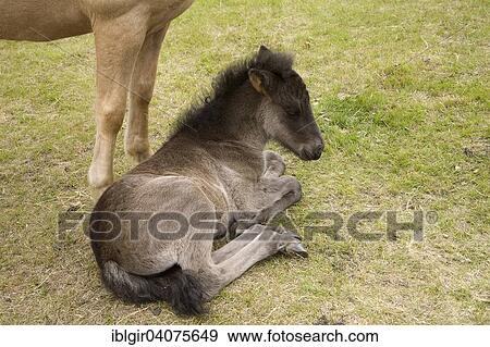 "Icelandic horse, foal, Iceland, Europe" View Large Photo Image Stock Photo - "Icelandic horse, foal, Iceland, Europe". Fotosearch