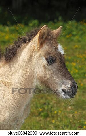 "Icelandic horse, foal" View Large Photo Image Stock Photo - "Icelandic horse, foal". Fotosearch