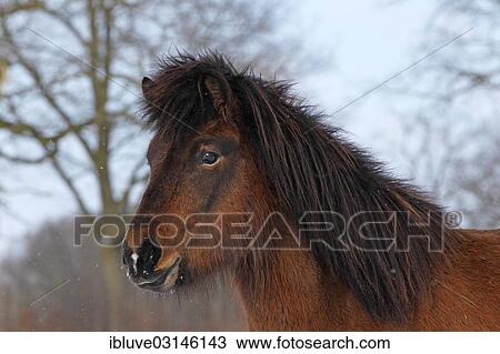 "Icelandic Horse, gelding, portrait, Germany, Europe" View Large Photo Image Stock Image - "Icelandic Horse, gelding, portrait, Germany, Europe". Fotosearch