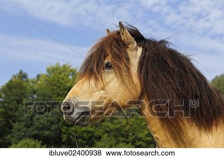 "Icelandic Horse, gelding, portrait, Germany, Europe" View Large Photo Image Stock Photo - "Icelandic Horse, gelding, portrait, Germany, Europe". Fotosearch