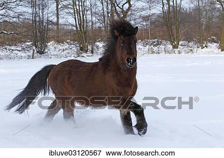 "Icelandic Horse, gelding running through snow, Germany, Europe" View Large Photo Image Stock Photo - "Icelandic Horse, gelding running through snow, Germany, Europe". Fotosearch