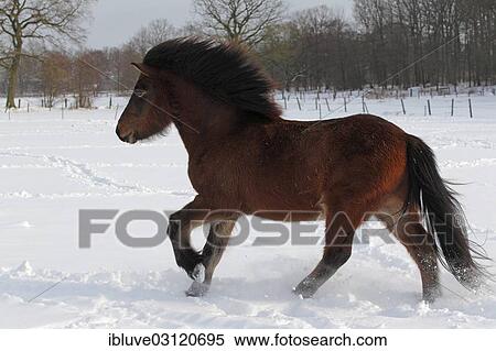 Stock Photography - "Icelandic Horse, gelding running through snow, Germany, Europe". Fotosearch