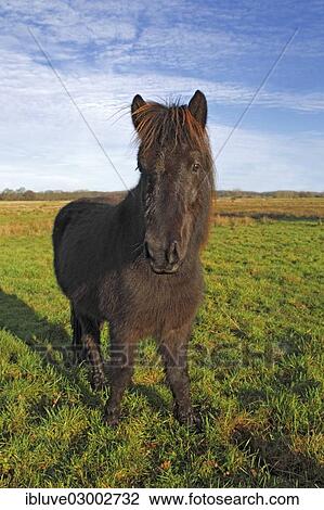 "Icelandic horse, Germany, Europe" View Large Photo Image Stock Image - "Icelandic horse, Germany, Europe". Fotosearch