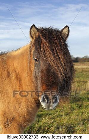 "Icelandic horse, Germany, Europe" View Large Photo Image Stock Image - "Icelandic horse, Germany, Europe". Fotosearch