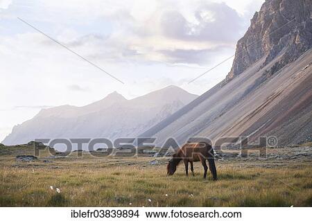 "Icelandic horse grazing on a pasture next to a mountain range, Horn, Hofn i Hornafiroi, Hornafjorour, Iceland, Europe" View Large Photo Image Picture - "Icelandic horse grazing on a pasture next to a mountain range, Horn, Hofn i Hornafiroi, Hornafjorour, Iceland, Europe". Fotosearch