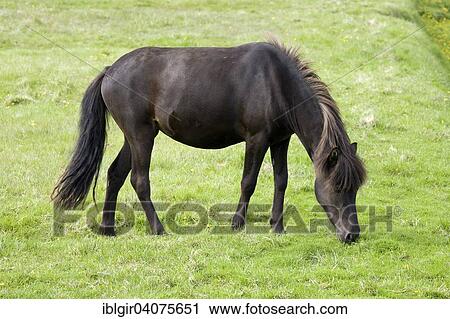 "Icelandic horse, Iceland, Europe" View Large Photo Image Stock Image - "Icelandic horse, Iceland, Europe". Fotosearch