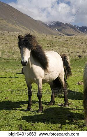Stock Image - "Icelandic horse, Iceland, Europe". Fotosearch