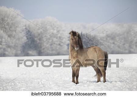 "Icelandic horse in snow, Salzburg, Austria, Europe" View Large Photo Image Stock Photo - "Icelandic horse in snow, Salzburg, Austria, Europe". Fotosearch