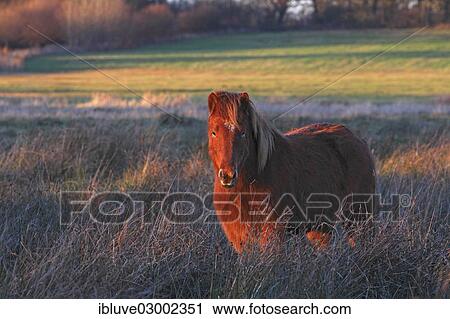 "Icelandic horse in the evening light, Germany, Europe" View Large Photo Image Stock Image - "Icelandic horse in the evening light, Germany, Europe". Fotosearch