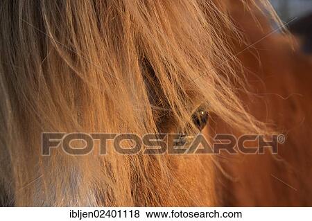 "Icelandic horse in the evening light, detailed view, mane" View Large Photo Image Stock Photo - "Icelandic horse in the evening light, detailed view, mane". Fotosearch