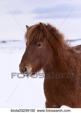 "Icelandic Horse in the snow, portrait, Sudost Island, Iceland, Europe" View Large Photo Image Stock Image - "Icelandic Horse in the snow, portrait, Sudost Island, Iceland, Europe". Fotosearch