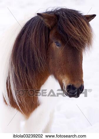 "Icelandic Horse in the snow, portrait, Sudost Island, Iceland, Europe" View Large Photo Image Stock Image - "Icelandic Horse in the snow, portrait, Sudost Island, Iceland, Europe". Fotosearch