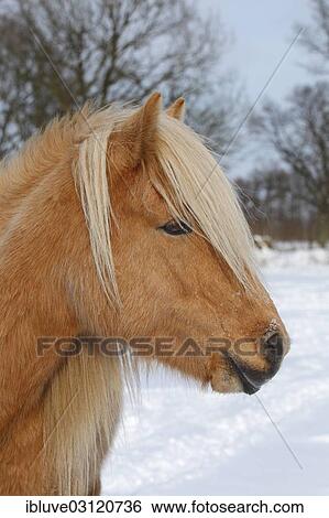 "Icelandic Horse, isabelline-coloured mare, portrait, Germany, Europe" View Large Photo Image Stock Photograph - "Icelandic Horse, isabelline-coloured mare, portrait, Germany, Europe". Fotosearch