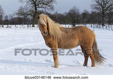 "Icelandic Horse, isabelline-coloured mare standing on a pasture in winter, Germany, Europe" View Large Photo Image Stock Photograph - "Icelandic Horse, isabelline-coloured mare standing on a pasture in winter, Germany, Europe". Fotosearch