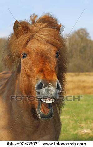 "Icelandic Horse or Pony, mare neighing and laughing" View Large Photo Image Stock Image - "Icelandic Horse or Pony, mare neighing and laughing". Fotosearch