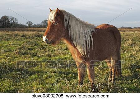 Stock Photography - "Icelandic horse, Schleswig-Holstein, Germany, Europe". Fotosearch