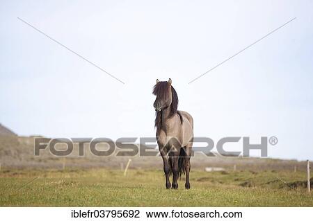 "Icelandic Horse, stallion, grullo or blue dun, on a green meadow, Hofn i Hornafiroi, Iceland, Europe" View Large Photo Image Stock Image - "Icelandic Horse, stallion, grullo or blue dun, on a green meadow, Hofn i Hornafiroi, Iceland, Europe". Fotosearch