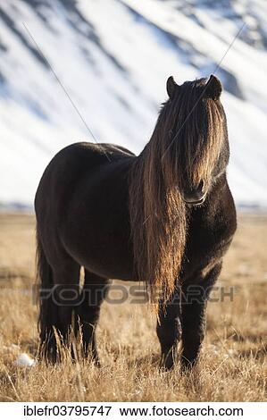 "Icelandic Horse, stallion with a long mane, Hofn i Hornafiroi, Iceland, Europe" View Large Photo Image Stock Photo - "Icelandic Horse, stallion with a long mane, Hofn i Hornafiroi, Iceland, Europe". Fotosearch