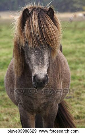 Icelandic horse View Large Photo Image Stock Photo - Icelandic horse. Fotosearch