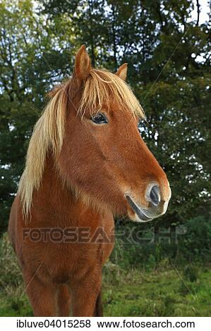 Icelandic horse View Large Photo Image Stock Photo - Icelandic horse. Fotosearch