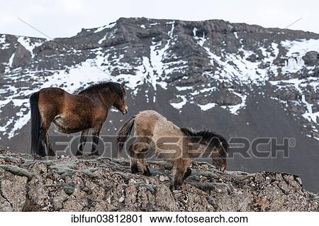 "Icelandic horses, captive, Eastern Region, Iceland, Europe" View Large Photo Image Stock Image - "Icelandic horses, captive, Eastern Region, Iceland, Europe". Fotosearch