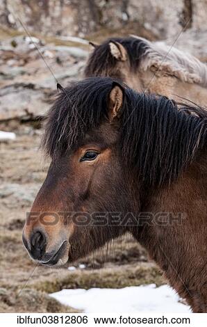 "Icelandic horses, captive, Eastern Region, Iceland, Europe" View Large Photo Image Stock Photograph - "Icelandic horses, captive, Eastern Region, Iceland, Europe". Fotosearch