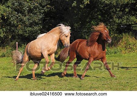Icelandic horses (Equus przewalskii f caballus) two mares in the pasture View Large Photo Image Stock Image - Icelandic horses (Equus przewalskii f caballus) two mares in the pasture. Fotosearch