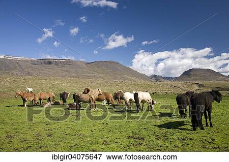 "Icelandic horses, Iceland, Europe" View Large Photo Image Stock Photo - "Icelandic horses, Iceland, Europe". Fotosearch